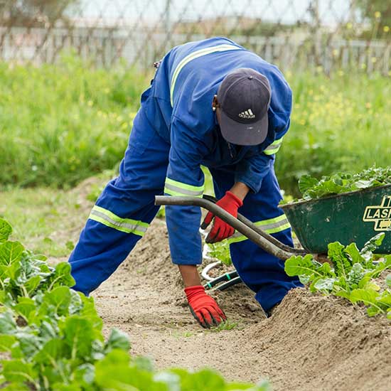Seed Saving